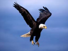 Eagle