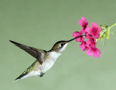 Humming Bird